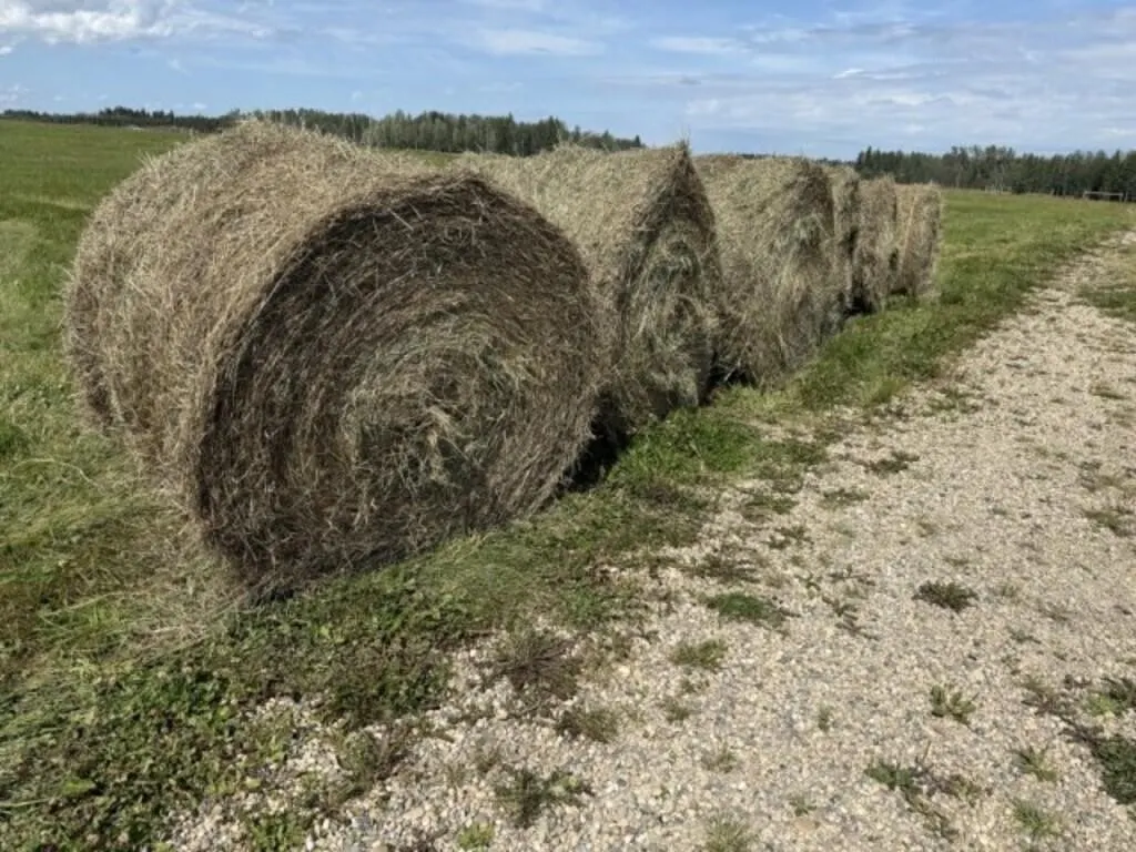 2026 2nd Cut Grass Hay /EACH BALE