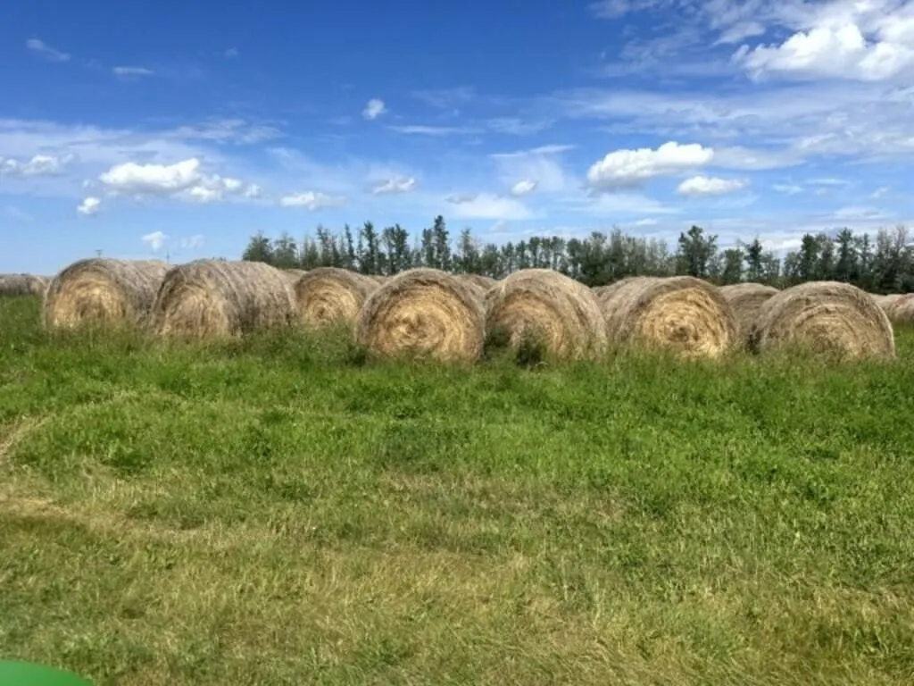 OFFSITE 2025 Round Mixed Grass Hay Bale /EACH BALE