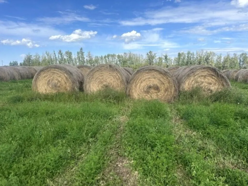 OFFSITE 2025 Round Mixed Grass Hay Bale /EACH BALE