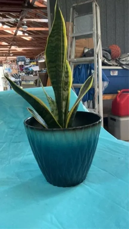 Live snake plant