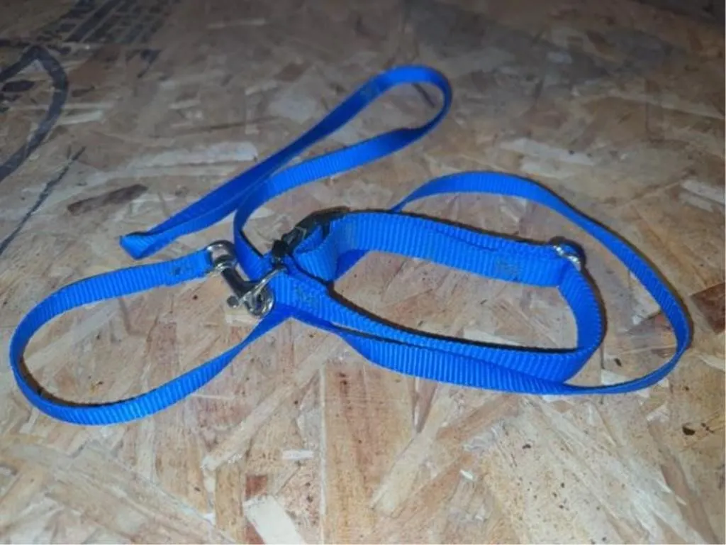 Puppy collar and leash