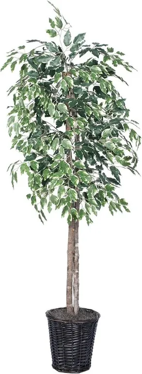 NEW $185 (6 ft) Artificial Ficus Tree
