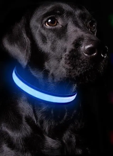 NEW (M) BLUE Light up Dog Collar