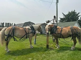 1 - TEAM HAFLINGER MARES - TO BE SOLD PER MARE