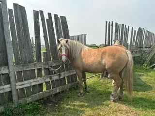 1 - HALFLINGER FILLY