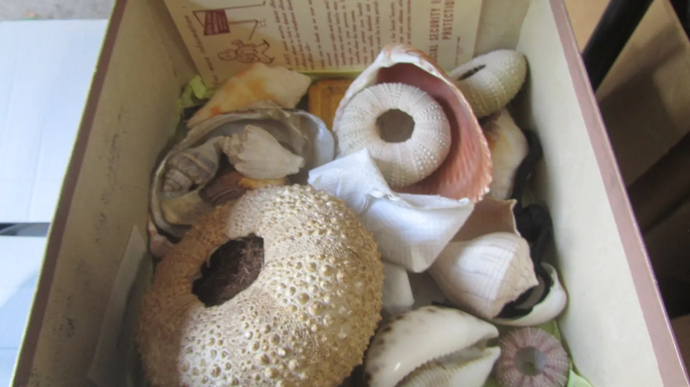 Lot Of Assorted Sea Shells