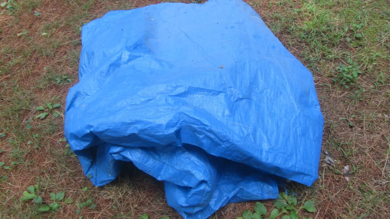 Tarp