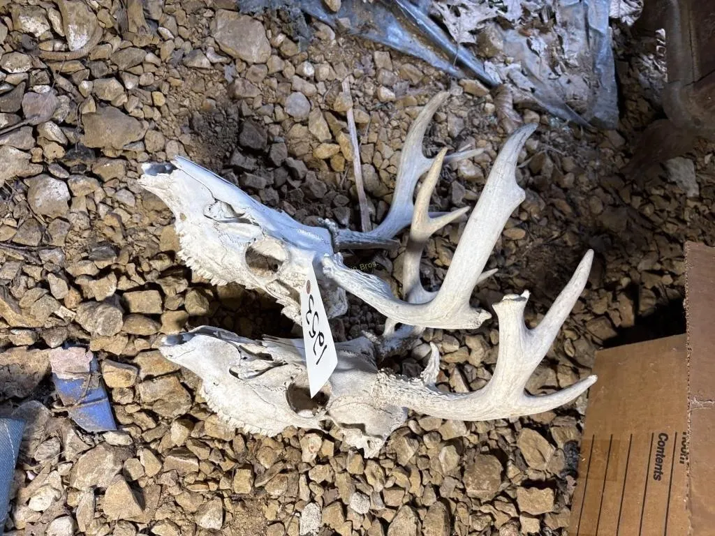 Deer Skulls