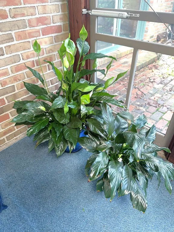 Two live plants
