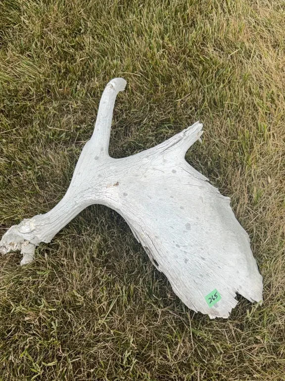 moose shed