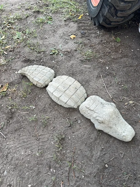 Alligator