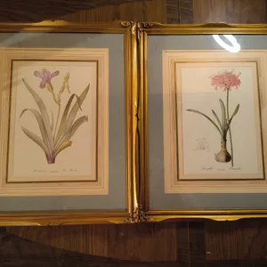 Vintage Botanical Framed Prints Lot