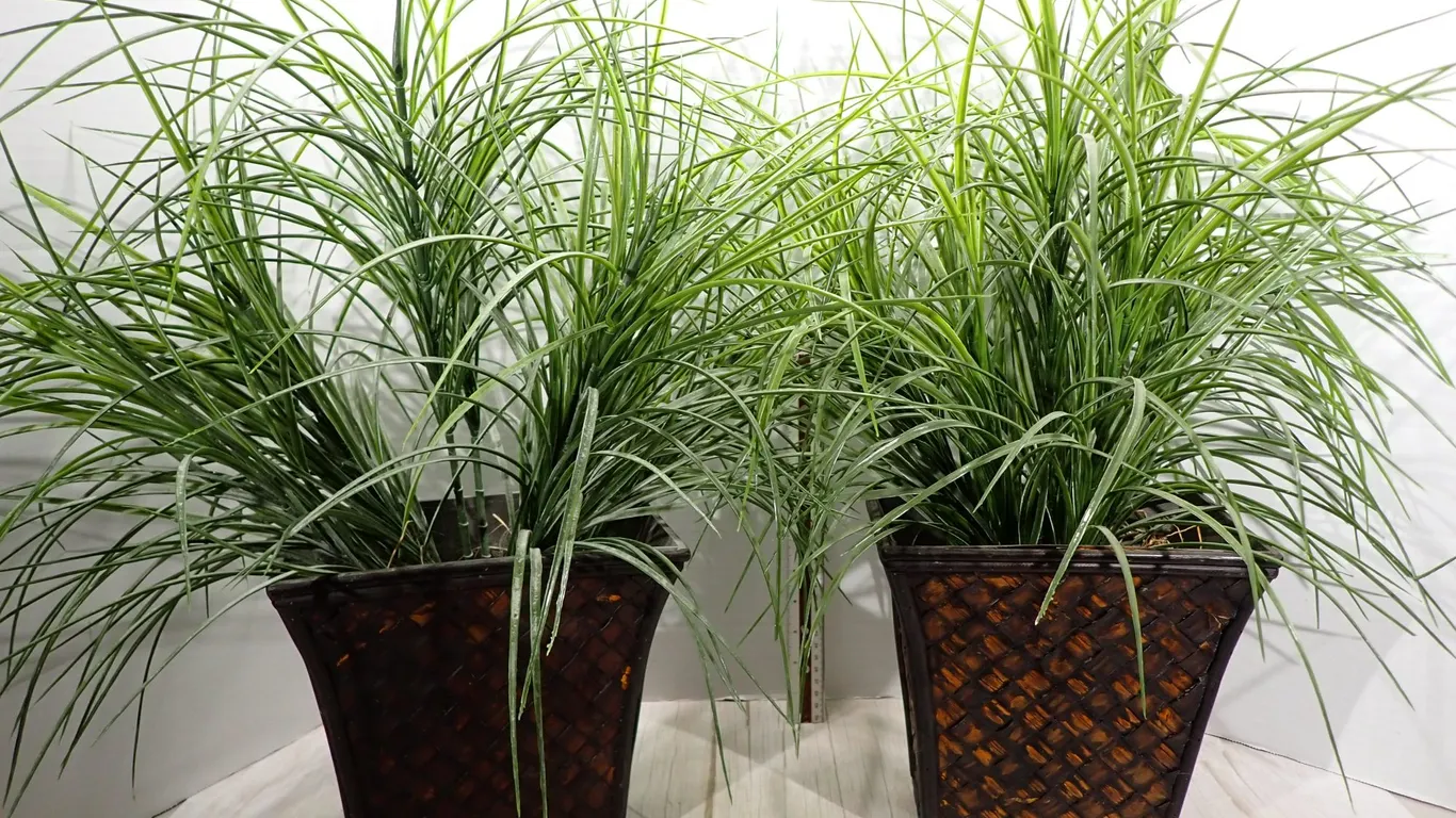 Pair of Faux Potted Onion Grass Arrangements in Woven Bamboo Planters