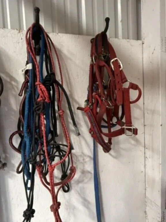 10 Halters for Light Horse