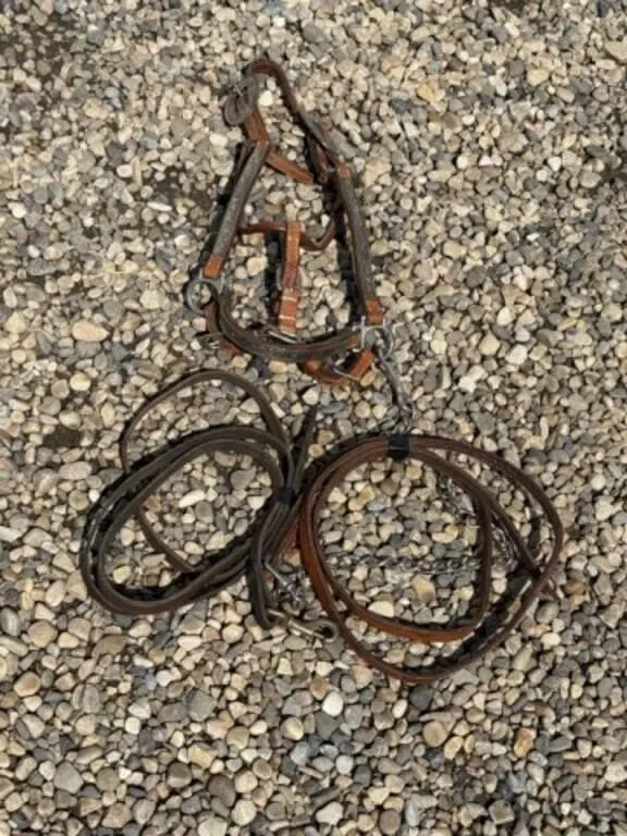 Show Halter c/w Lead and Snap on Reins