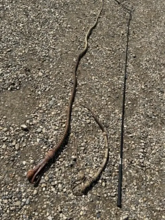 Bull Whip, Hand Whip & Lunging Whip (3)