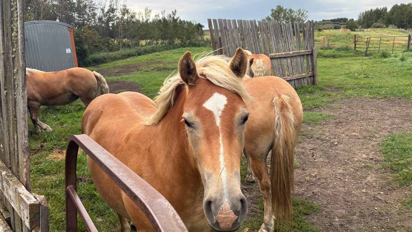 1 - HALFLINGER GELDING