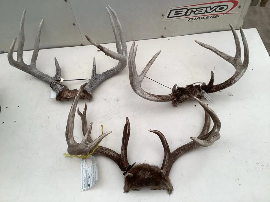 Deer antlers, largest rack approximately 21“ x 11“ x 14“