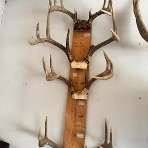 Large Mounted Deer Antler Rack Collection – Trophy Hunting Display

This impressive lot features a l