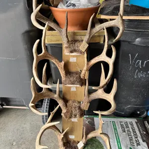 Collection of 4 Large Mounted Deer Antler Racks – Trophy Display

Collection of four mature deer ant