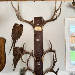 Collection of 3 Large Mounted Deer Antler Racks – Trophy Display

Collection of three mounted deer a
