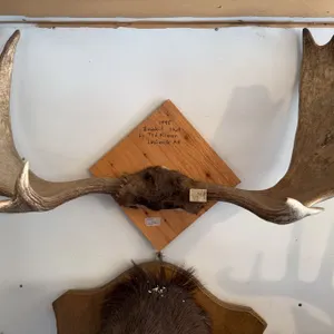 1998 moose antlers taxidermy mount on wood] Large paddles with broad spread, mounted for wall