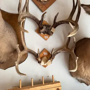Pair of Mounted Deer Antler Racks – Trophy Hunting Display

Offered as a pair, this lot features two