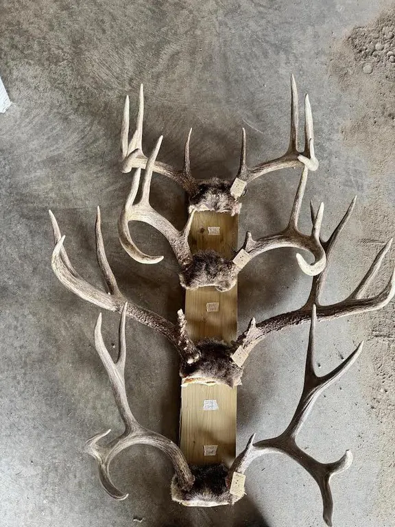 Collection of 4 Large Deer Antler Racks – Mounted Trophy Display
Collection of four deer antler rac