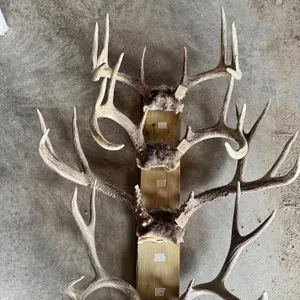 Collection of 4 Large Deer Antler Racks – Mounted Trophy Display

Collection of four deer antler rac