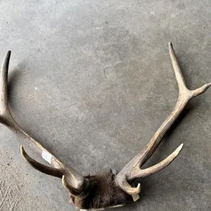 Large Elk Antler Rack with Skull Cap – Alberta Tagged

Large elk antler rack with attached skull cap