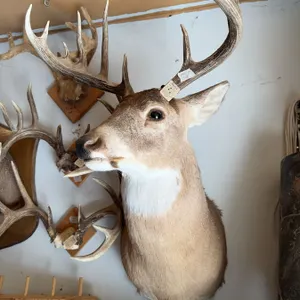 White-Tailed Deer Shoulder Mount Taxidermy