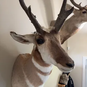 Pronghorn Antelope Shoulder Mount Taxidermy