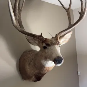 Mule Deer Taxidermy Shoulder Mount
