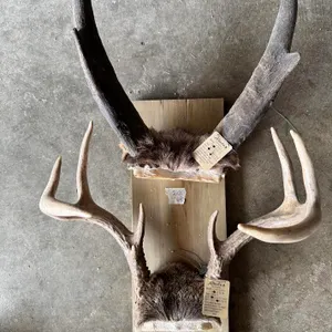 Mounted Deer & Large PRONG Horn Trophy Display – 2 Sets

Collection of two horn/antler trophy mounts