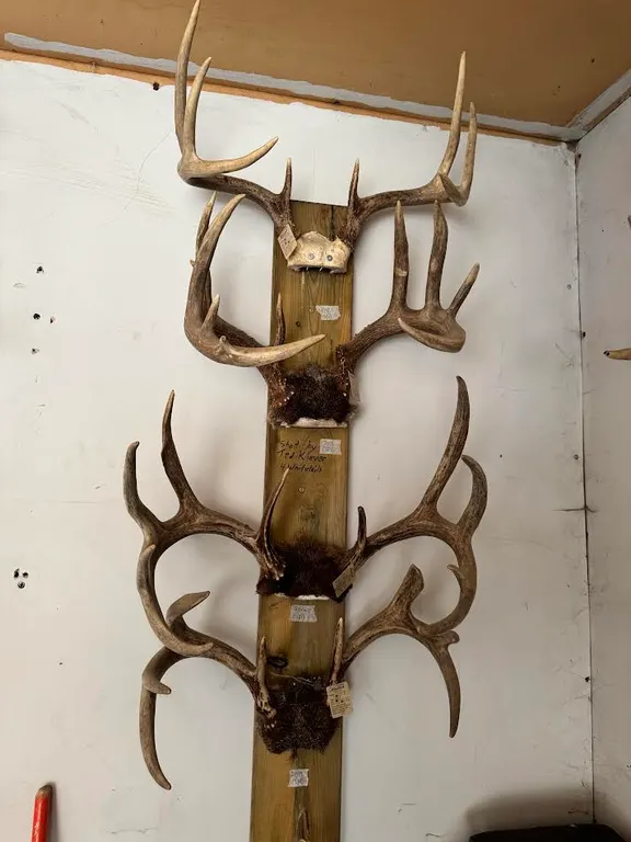 Collection of 4 Mounted Deer Antler Racks – Large Trophy Display
Collection of four deer antler rac