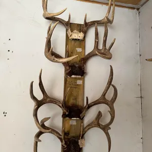 Collection of 4 Mounted Deer Antler Racks – Large Trophy Display

Collection of four deer antler rac