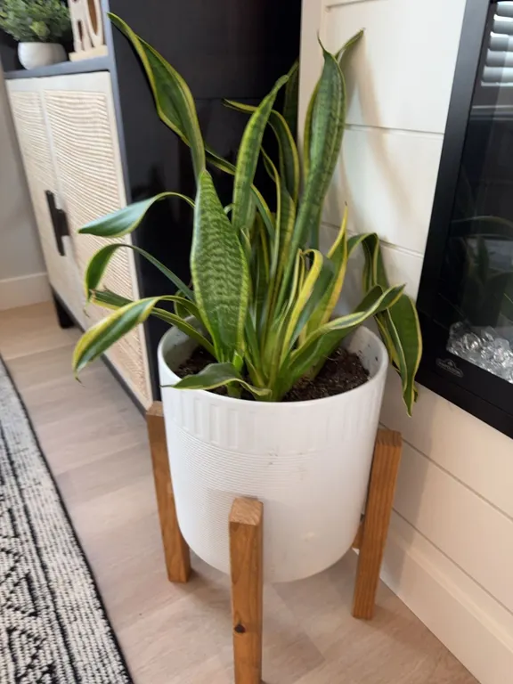 Snake Plant in White Planter with Wooden Stand