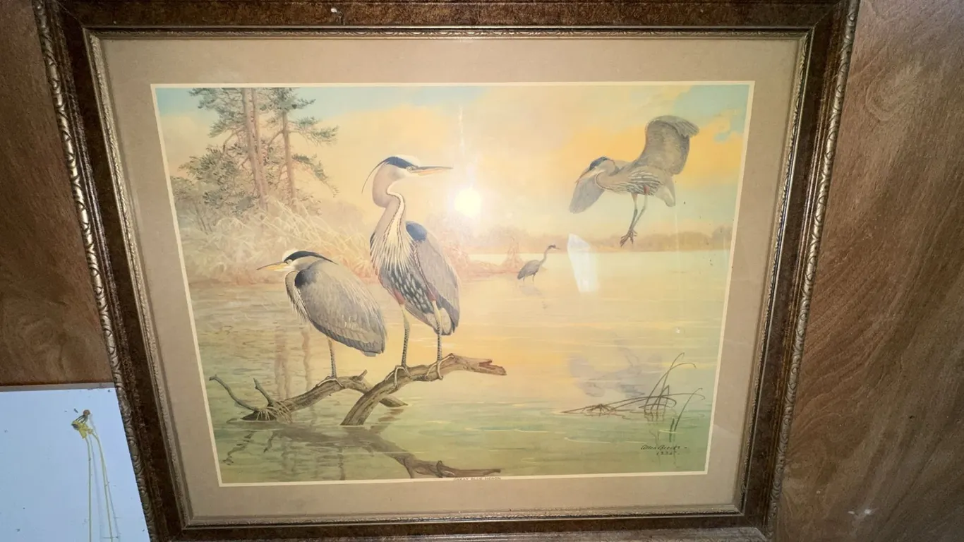 Allan Brooks 1936 Framed Print of Herons