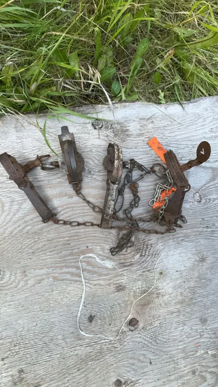 Three Vintage Steel Animal Traps with Chains