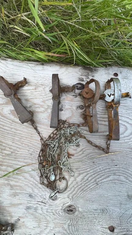 3 Oneida Victor No. 3 Steel Animal Traps