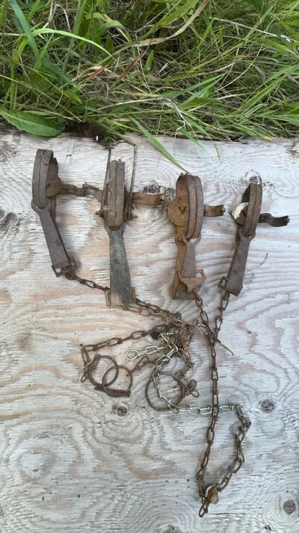 Four Vintage Metal Animal Traps with Chains