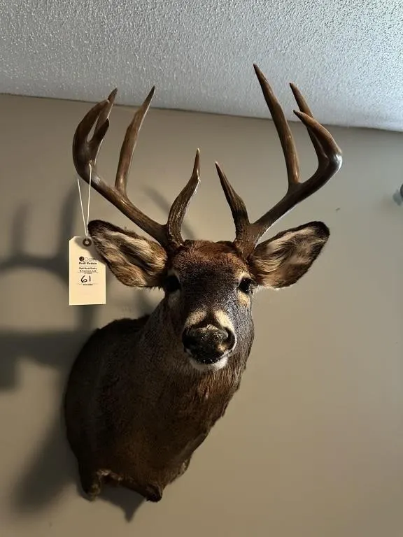 9 PT WHITE TAIL SHOULDER MOUNT