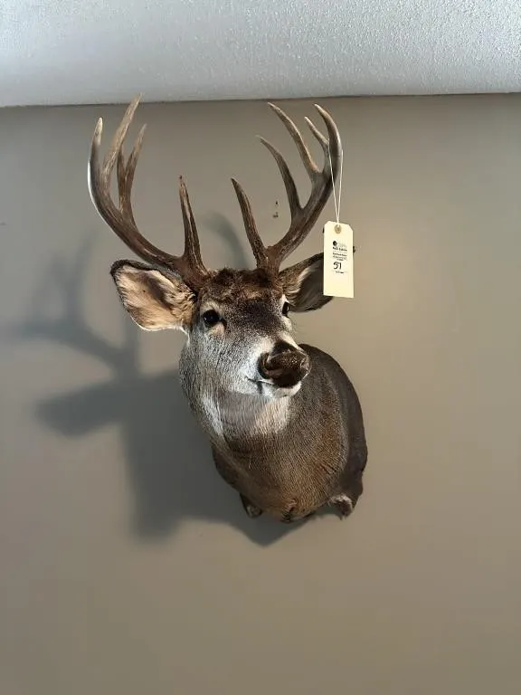 10 PT WHITE TAIL SHOULDER MOUNT