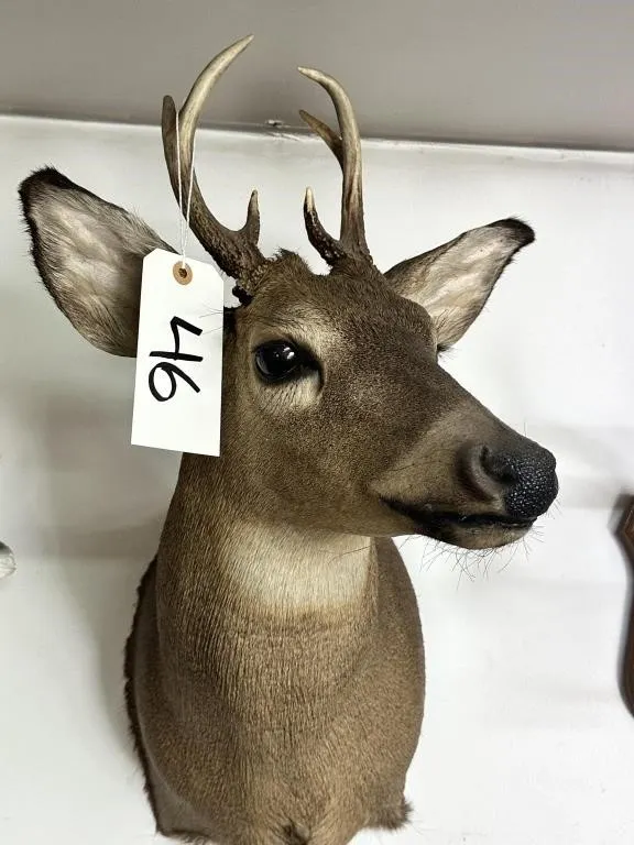 6 PT WHITE TAIL SHOULDER MOUNT