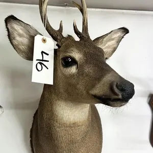 6 PT WHITE TAIL SHOULDER MOUNT