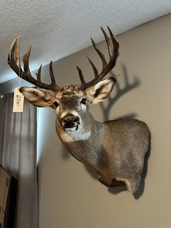10 PT WHITE TAIL SHOULDER MOUNT
