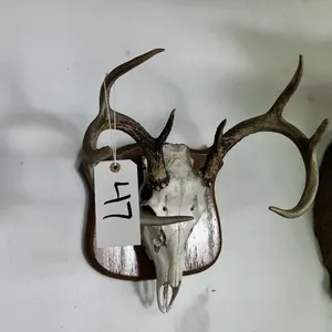8 PT EUROPEAN WHITE TAIL ANTLER MOUNT