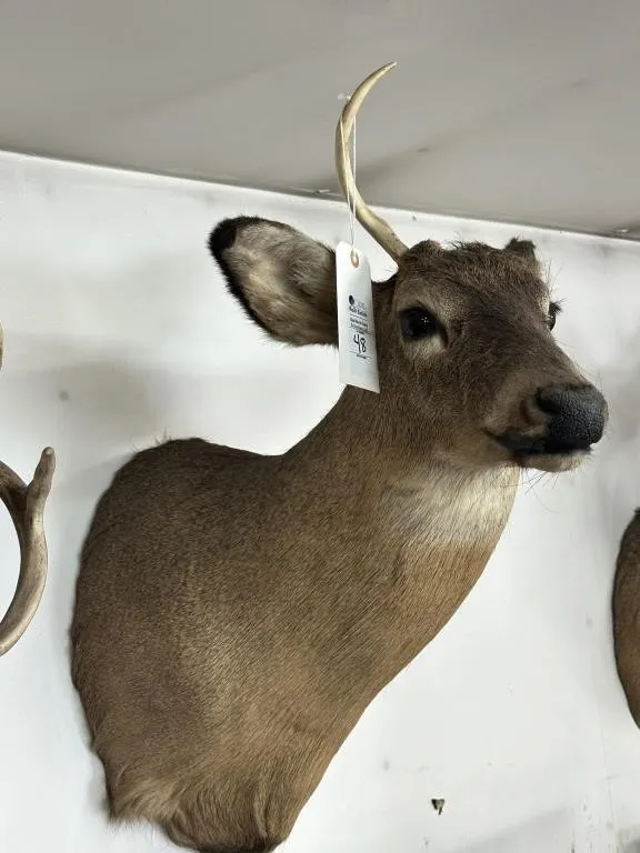 1 PT WHITE TAIL SHOULDER MOUNT