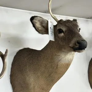 1 PT WHITE TAIL SHOULDER MOUNT