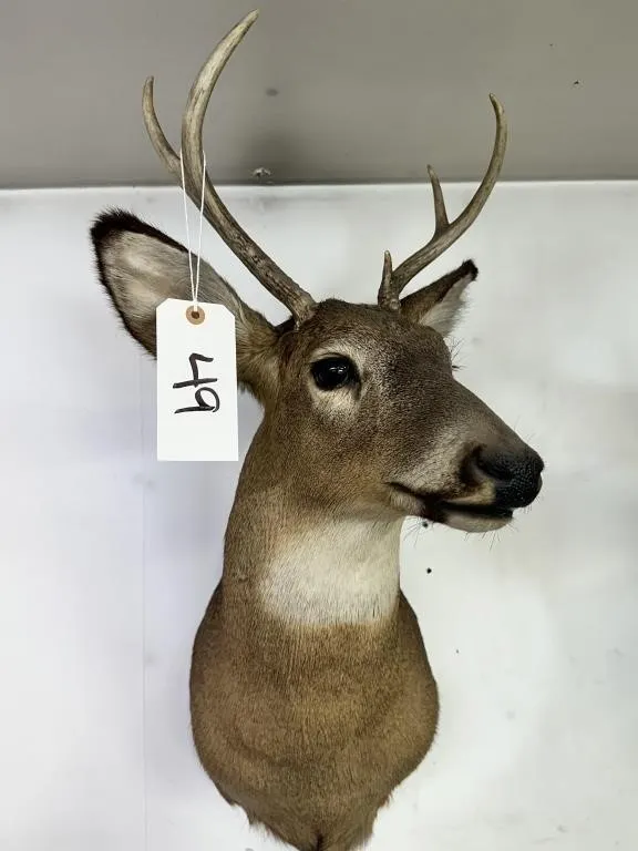5 PT WHITE TAIL SHOULDER MOUNT